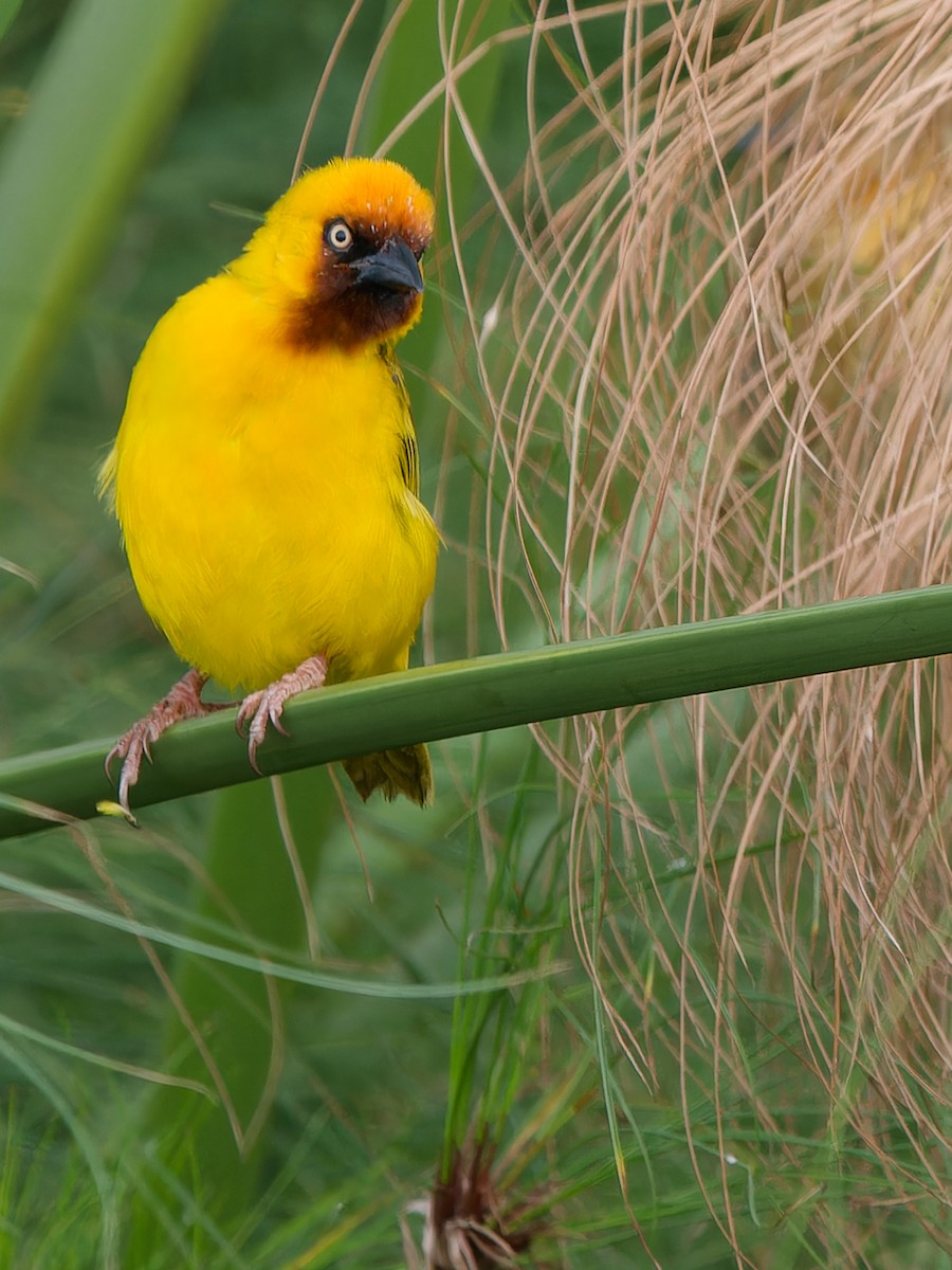 Northern Brown-throated Weaver - Michael Zieger