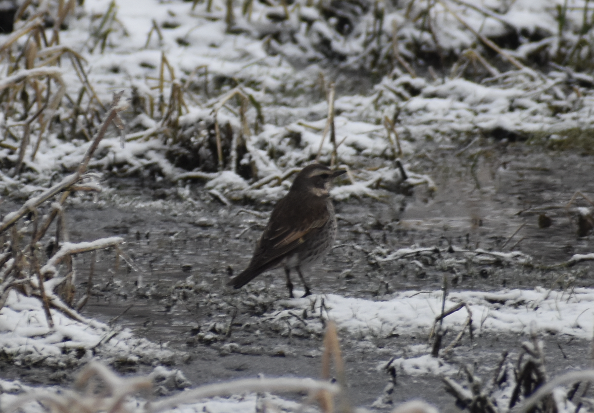 Dusky/Naumann's Thrush - Dr. Wolverine