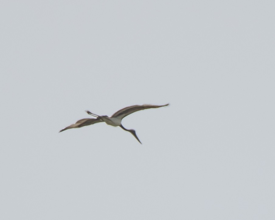 Black-necked Stork - ML615775679