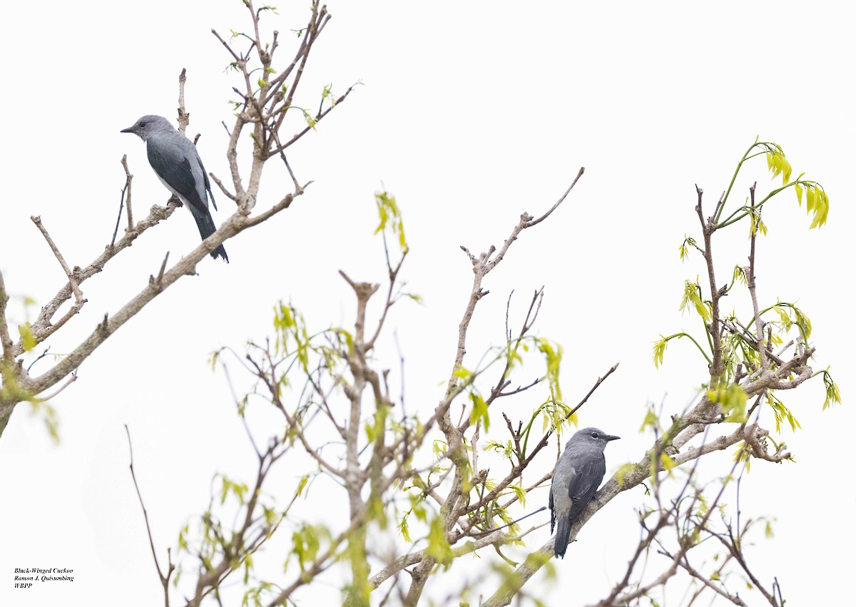 Black-winged Cuckooshrike - ML615775723