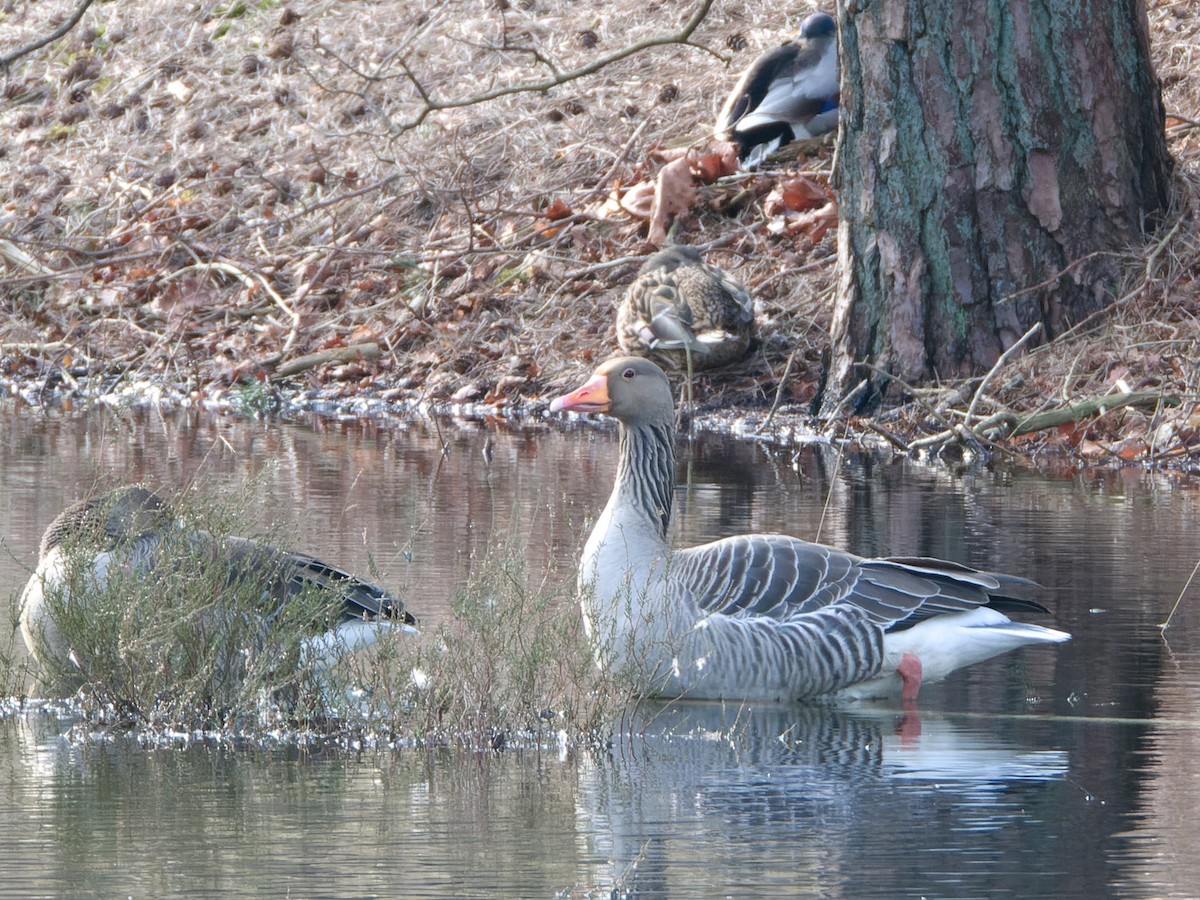 Graylag Goose - Rutger Koperdraad