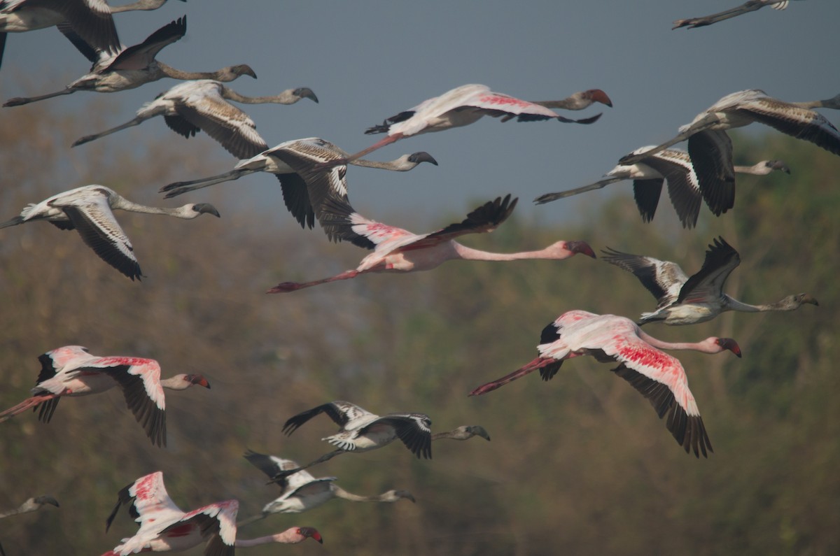 Lesser Flamingo - ML615775816