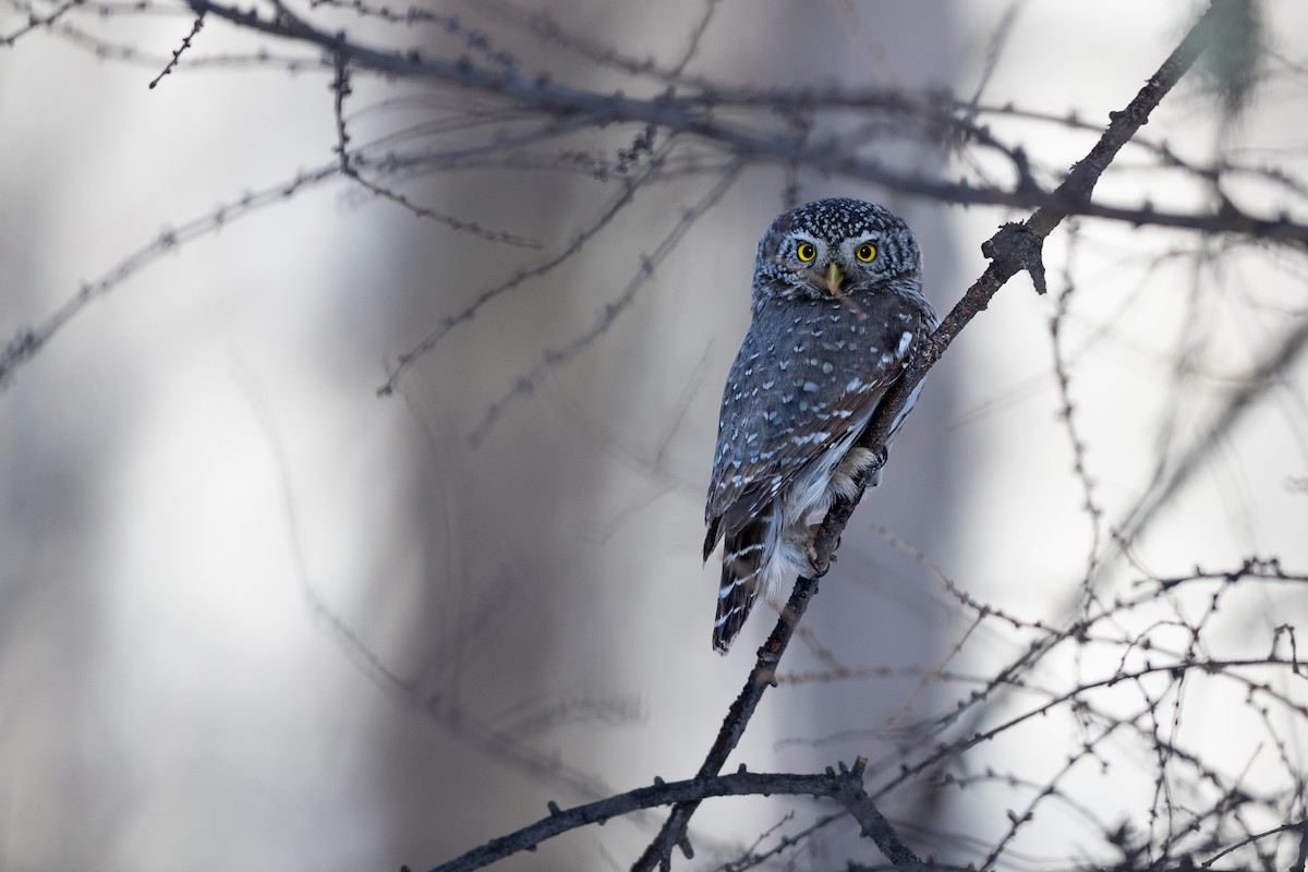 Eurasian Pygmy-Owl - Jun Yang