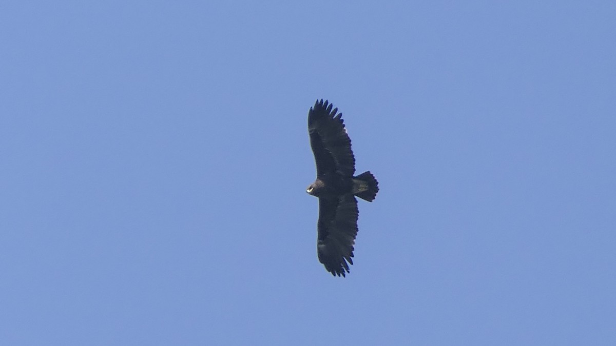 Greater Spotted Eagle - ML615776000