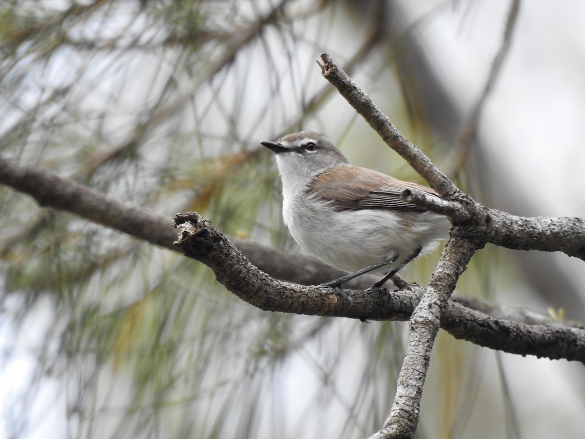 Mangrove Gerygone - ML615776018