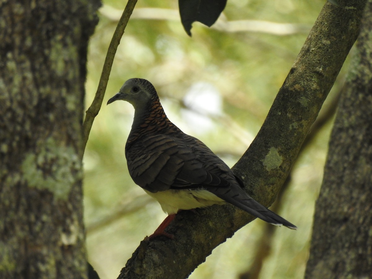 Bar-shouldered Dove - ML615776035