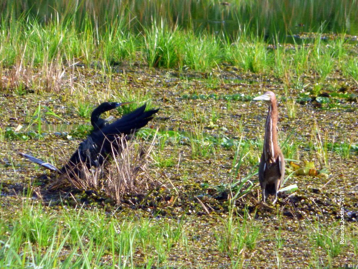 Anhinga - ML61577611