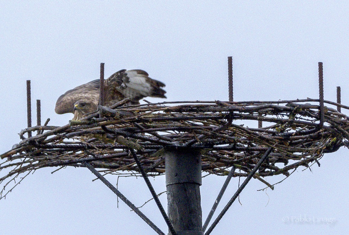 Common Buzzard - Pablo Linage