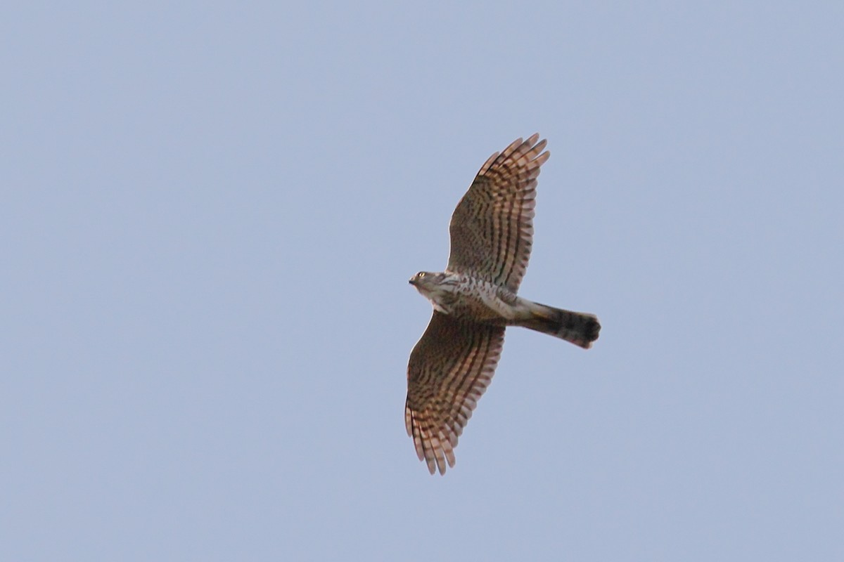 Japanese Sparrowhawk - ML615776254