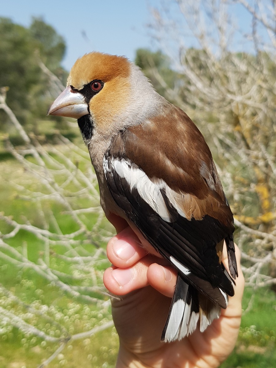 Hawfinch - ML615776271