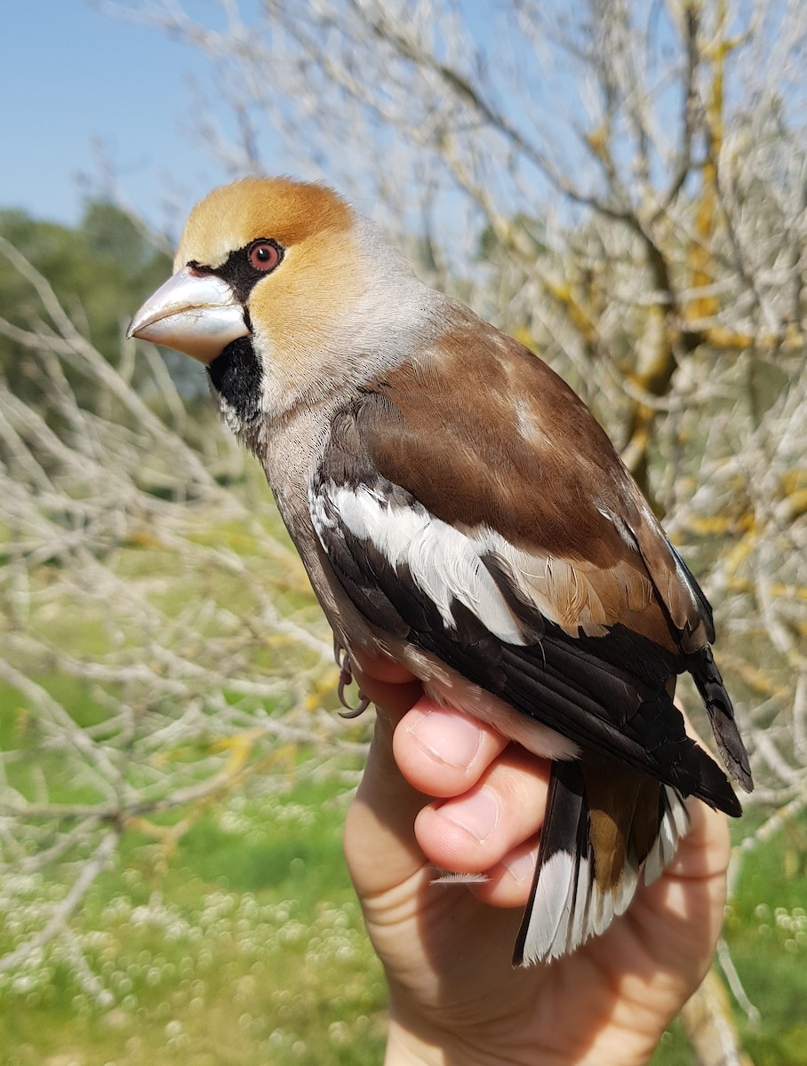 Hawfinch - ML615776273