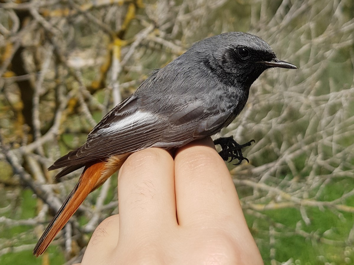 Black Redstart - ML615776280