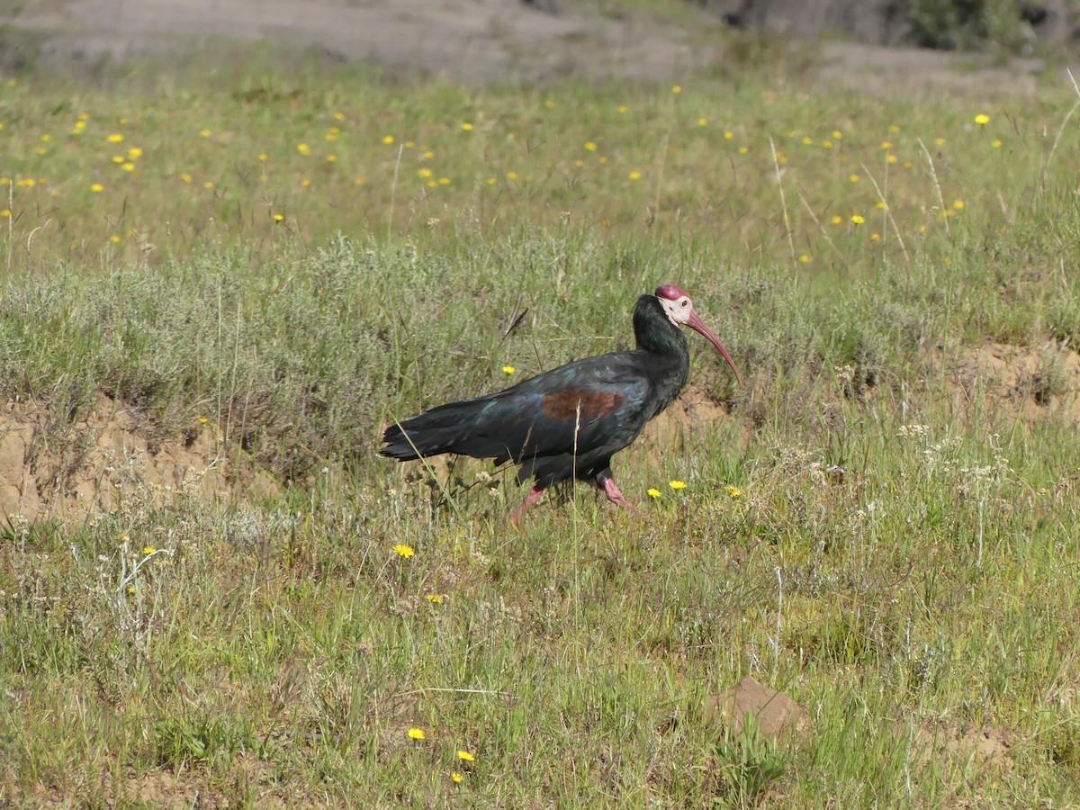 Southern Bald Ibis - Guy RUFRAY