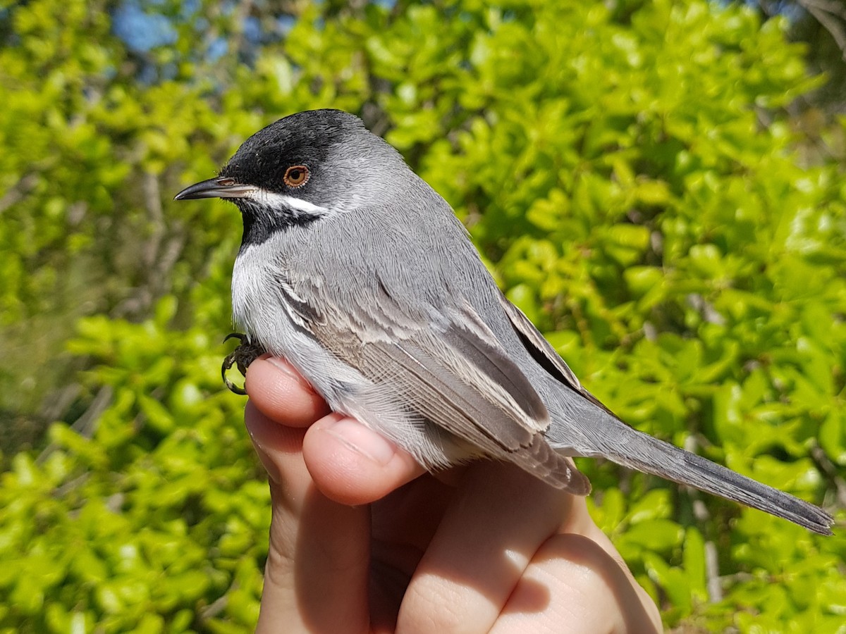 Rüppell's Warbler - ML615776303