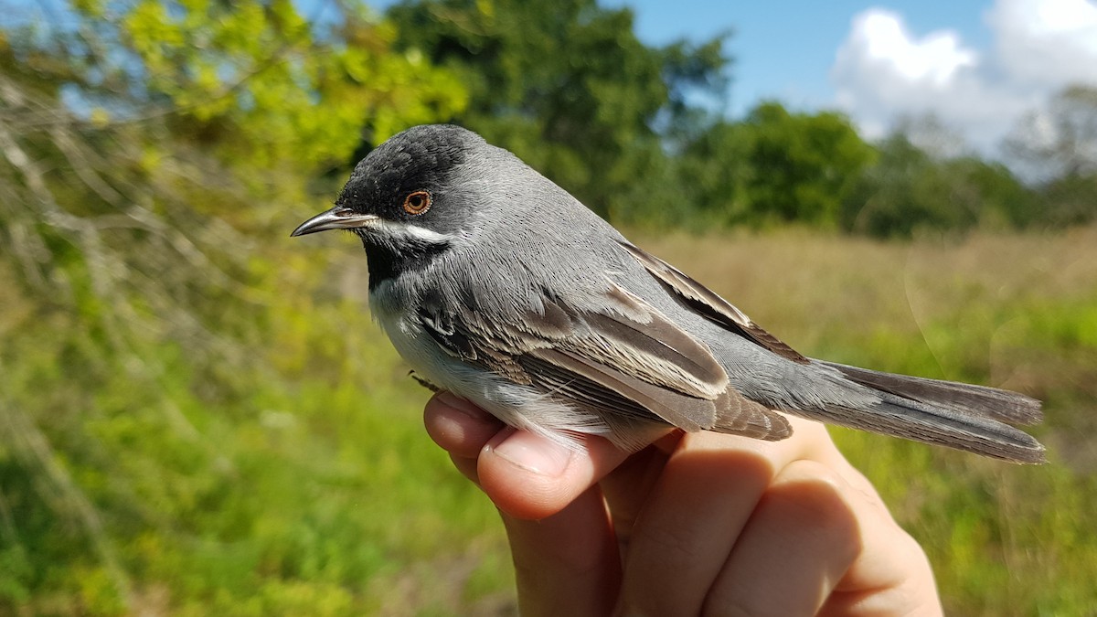 Rüppell's Warbler - ML615776304