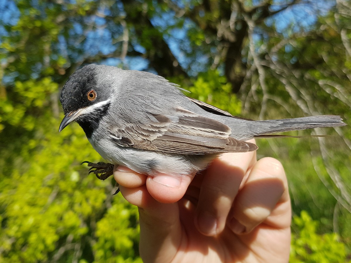 Rüppell's Warbler - ML615776305