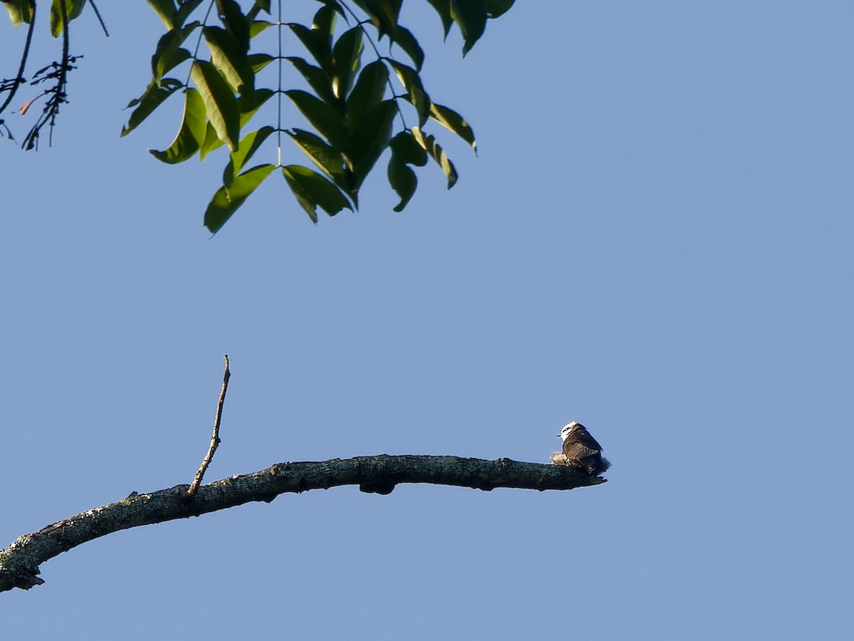 White-headed Sawwing - ML615776324