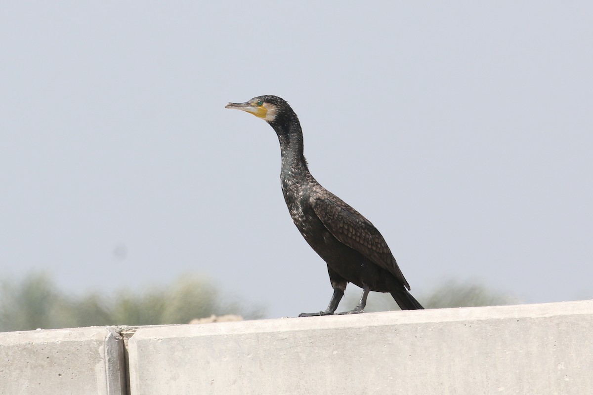 Great Cormorant - ML615776342