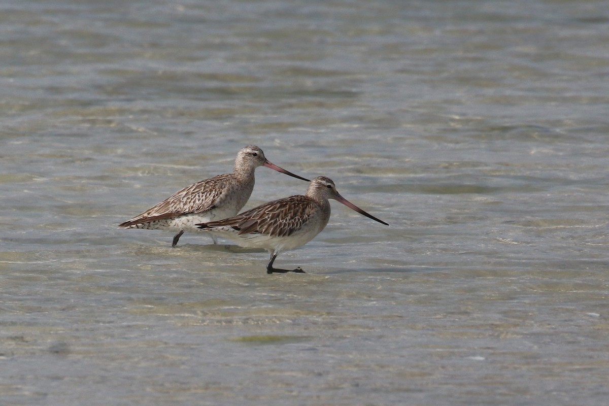 Bar-tailed Godwit - ML615776380