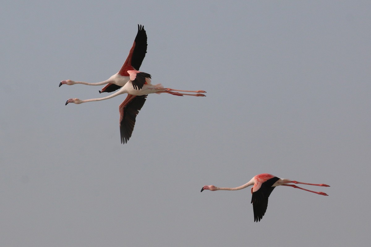 Greater Flamingo - Oscar Campbell
