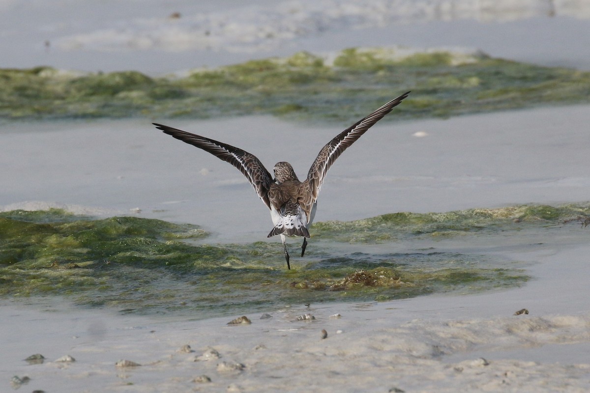 Curlew Sandpiper - Oscar Campbell