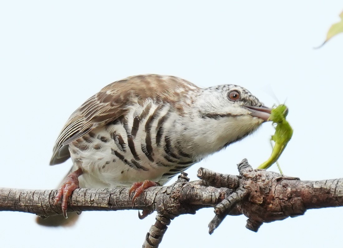 Bar-breasted Honeyeater - Samantha Duffy