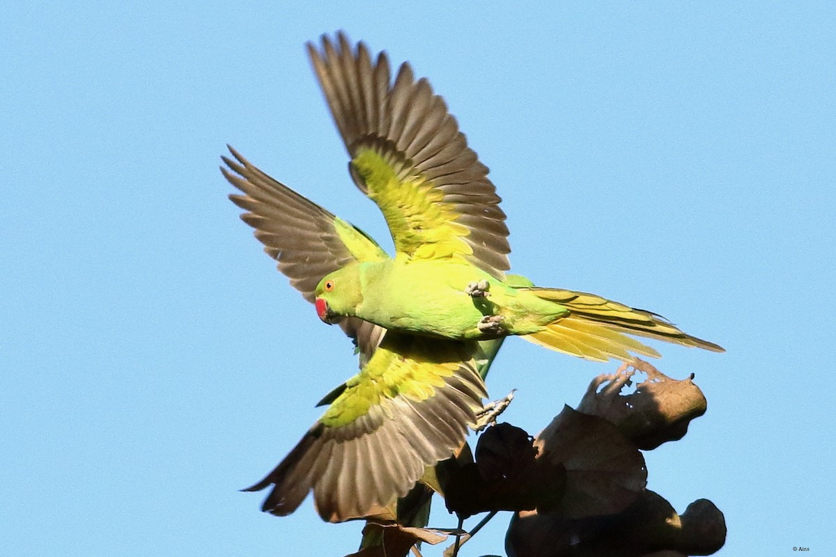 Rose-ringed Parakeet - ML615776595