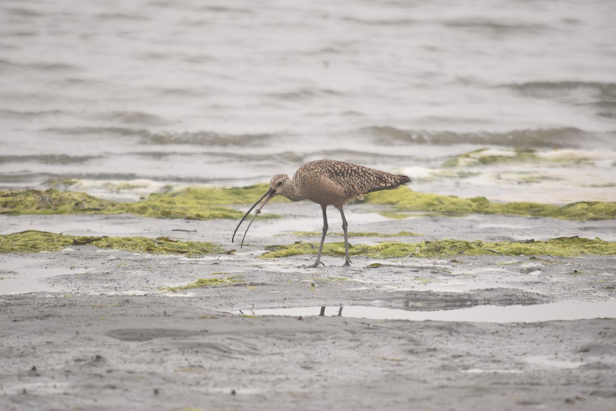 Long-billed Curlew - ML61577661