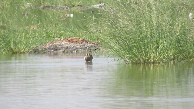 Pin-tailed Snipe - ML615776638