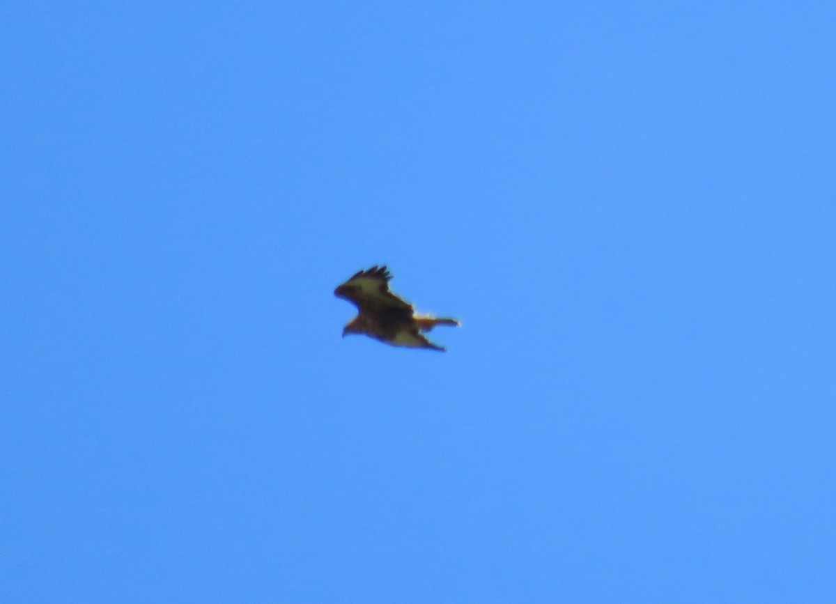 Common Buzzard (Steppe) - ML615776657