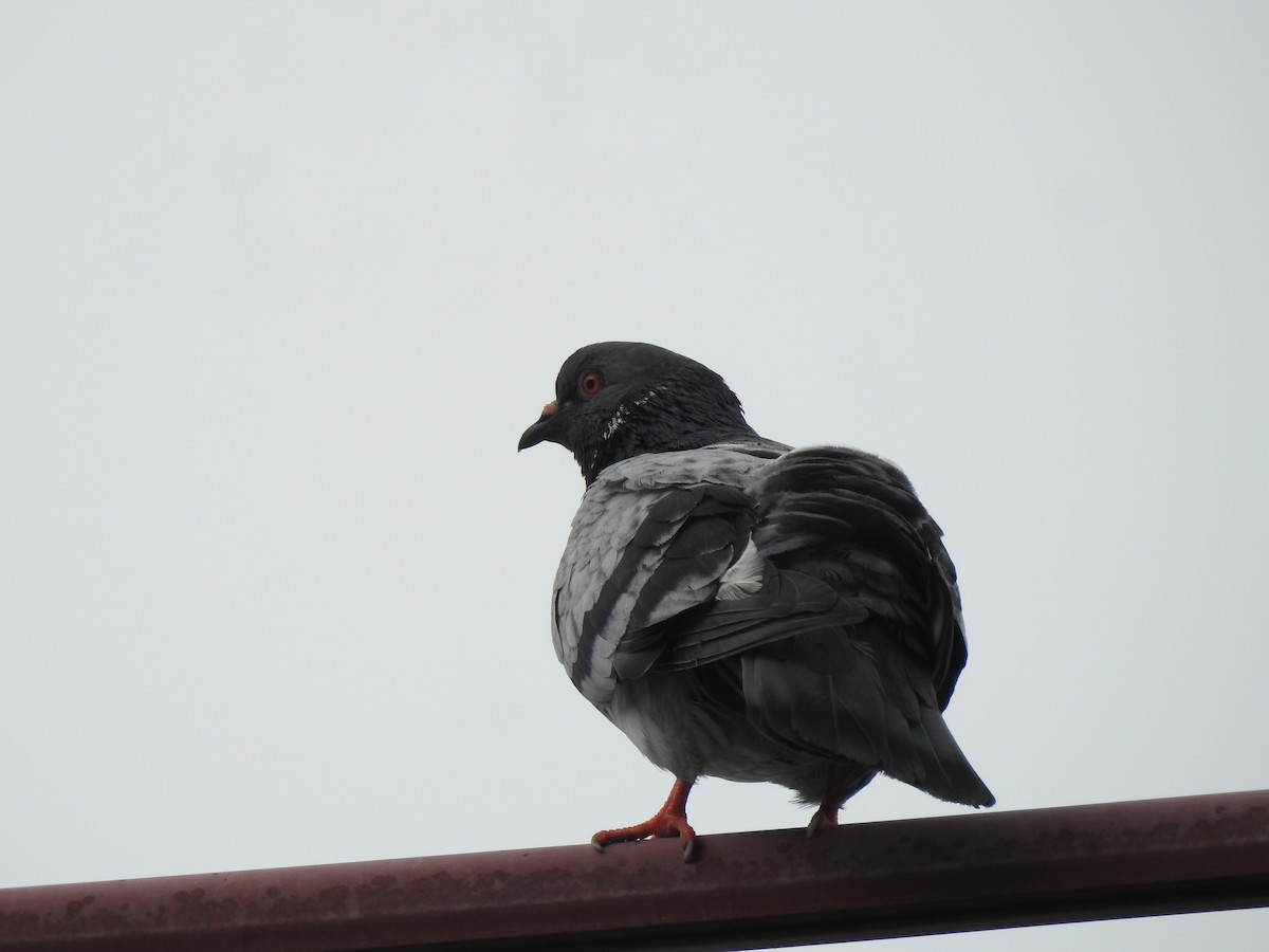 Rock Pigeon (Feral Pigeon) - ML615776667