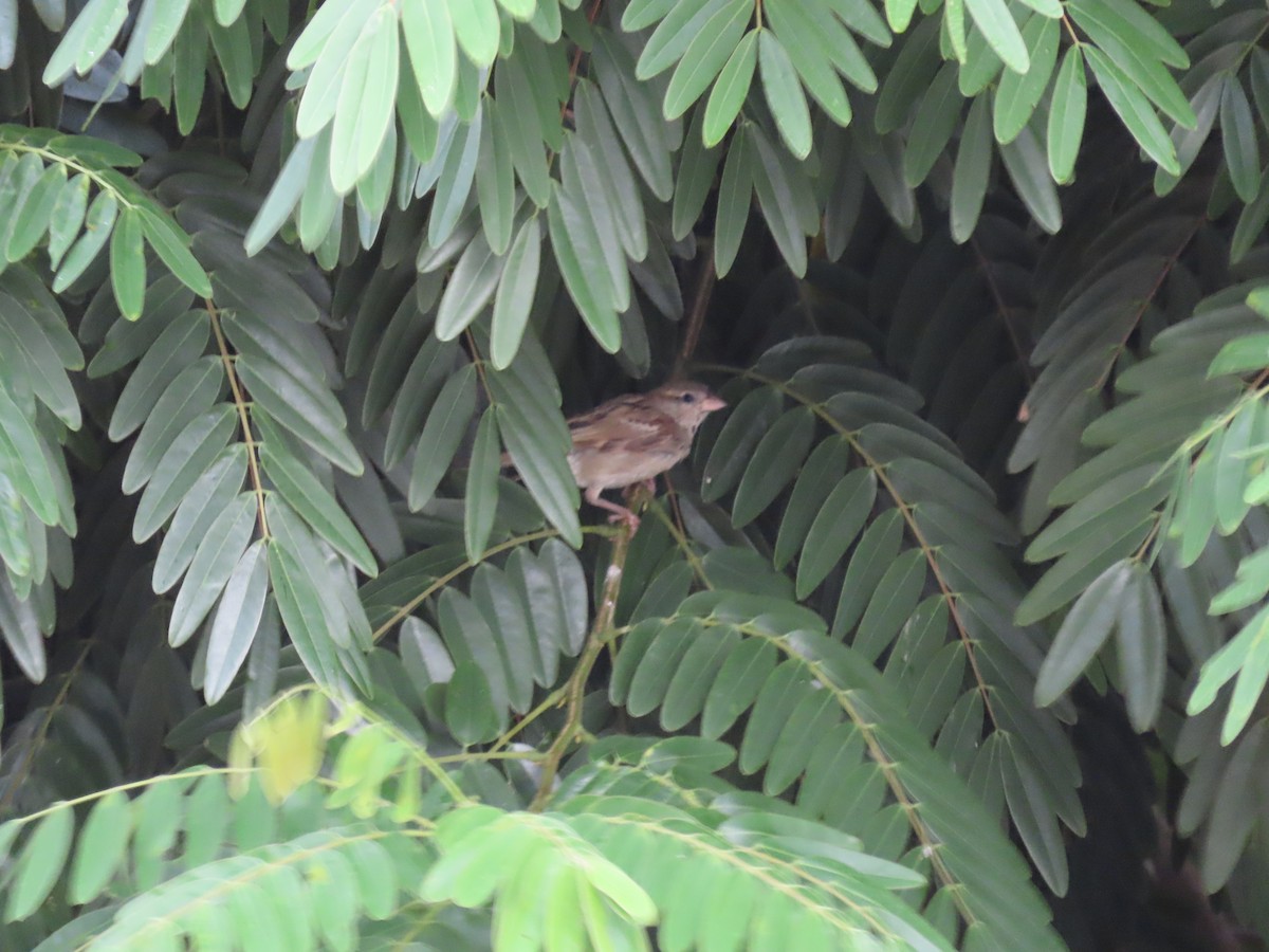 House Sparrow - ML615776668