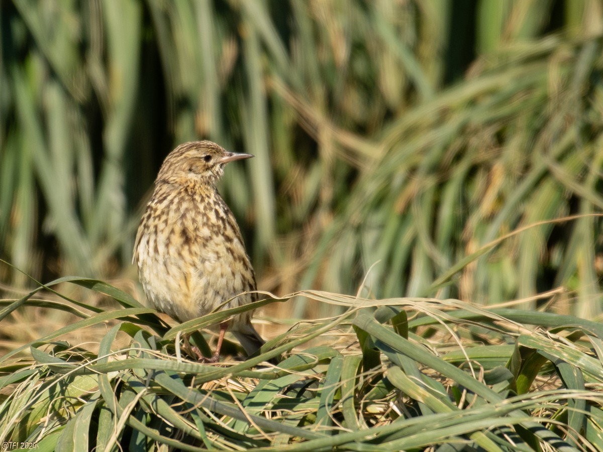 South Georgia Pipit - ML615776754