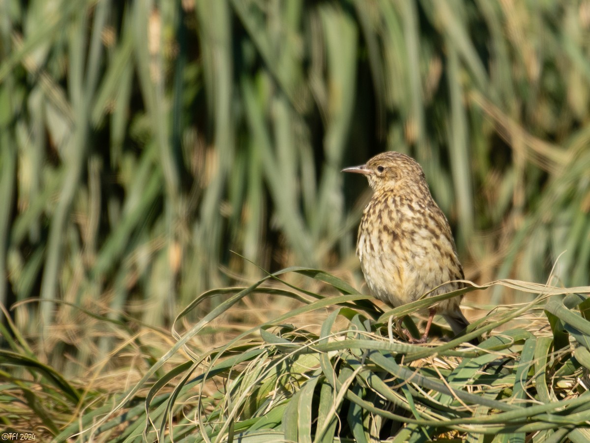 South Georgia Pipit - ML615776755