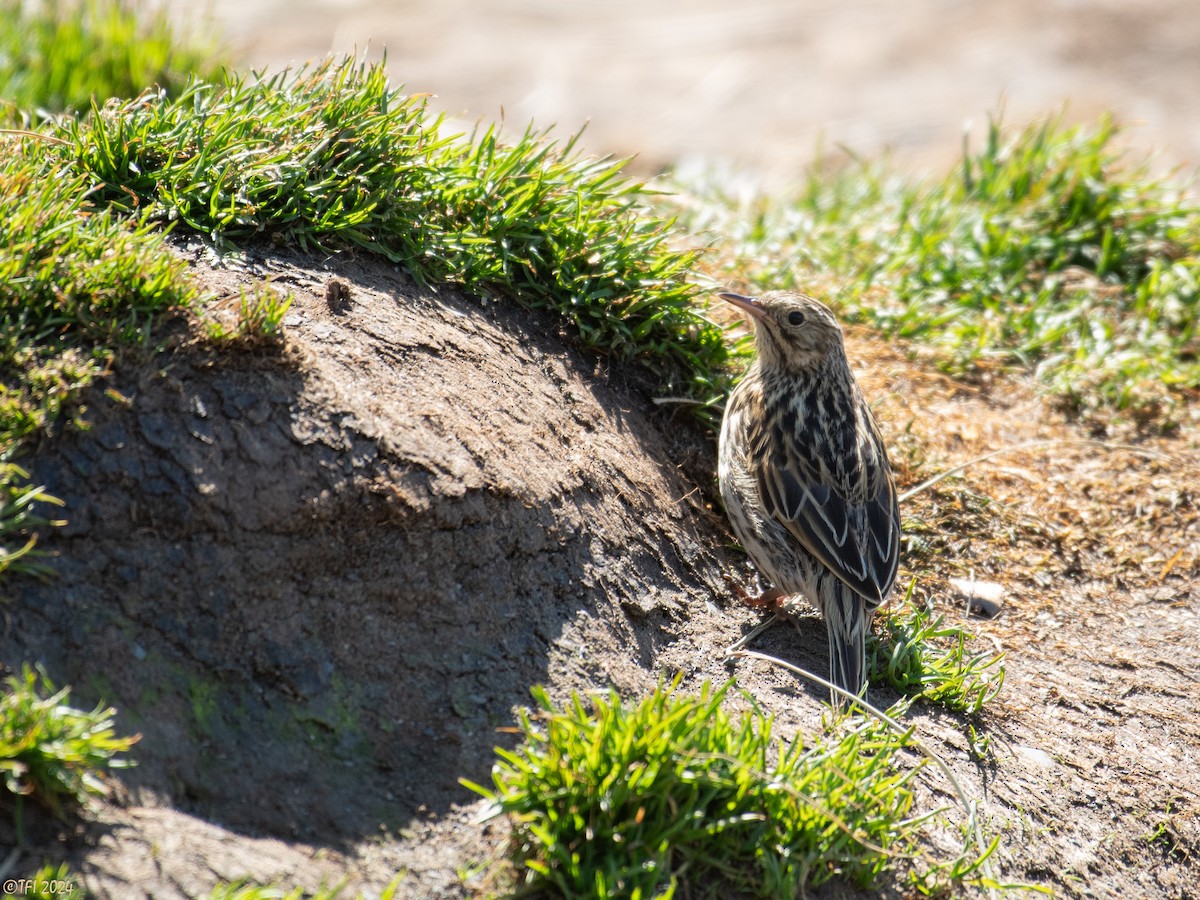 South Georgia Pipit - ML615776766