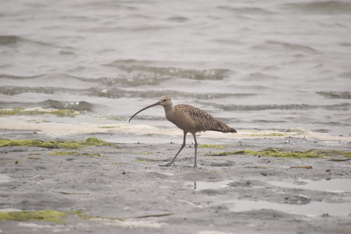 Long-billed Curlew - ML61577681