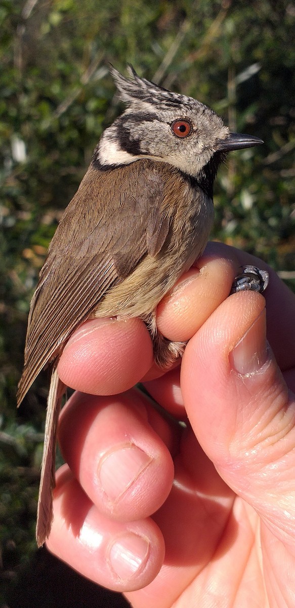 Crested Tit - ML615776822