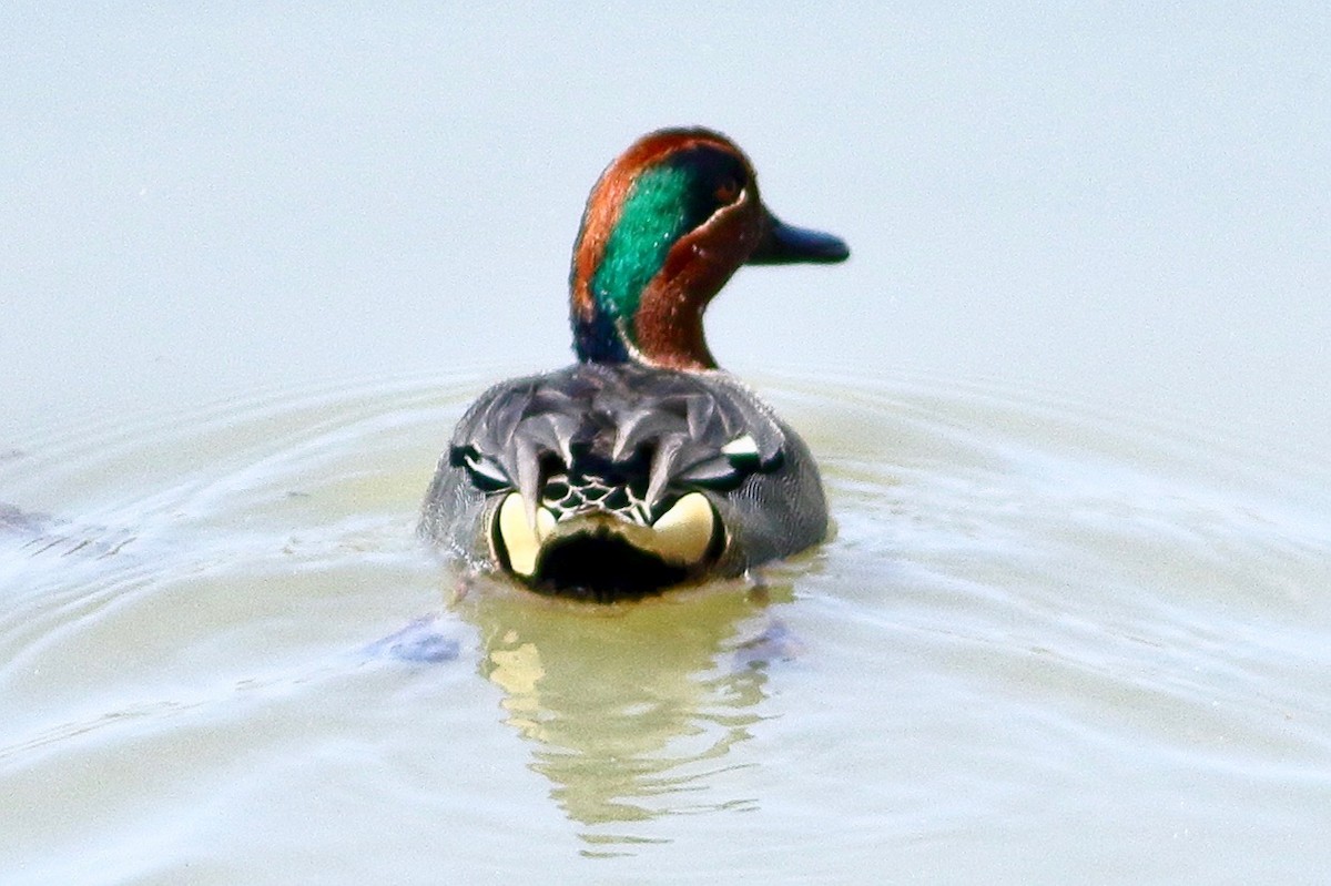 Green-winged Teal - ML615776839