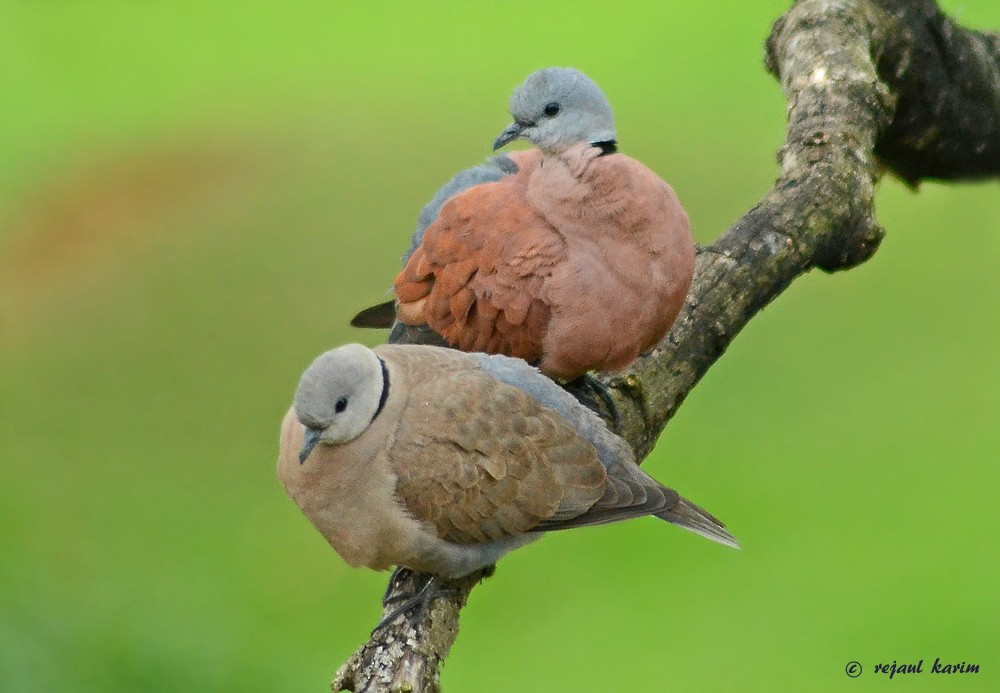 Red Collared-Dove - ML615776965