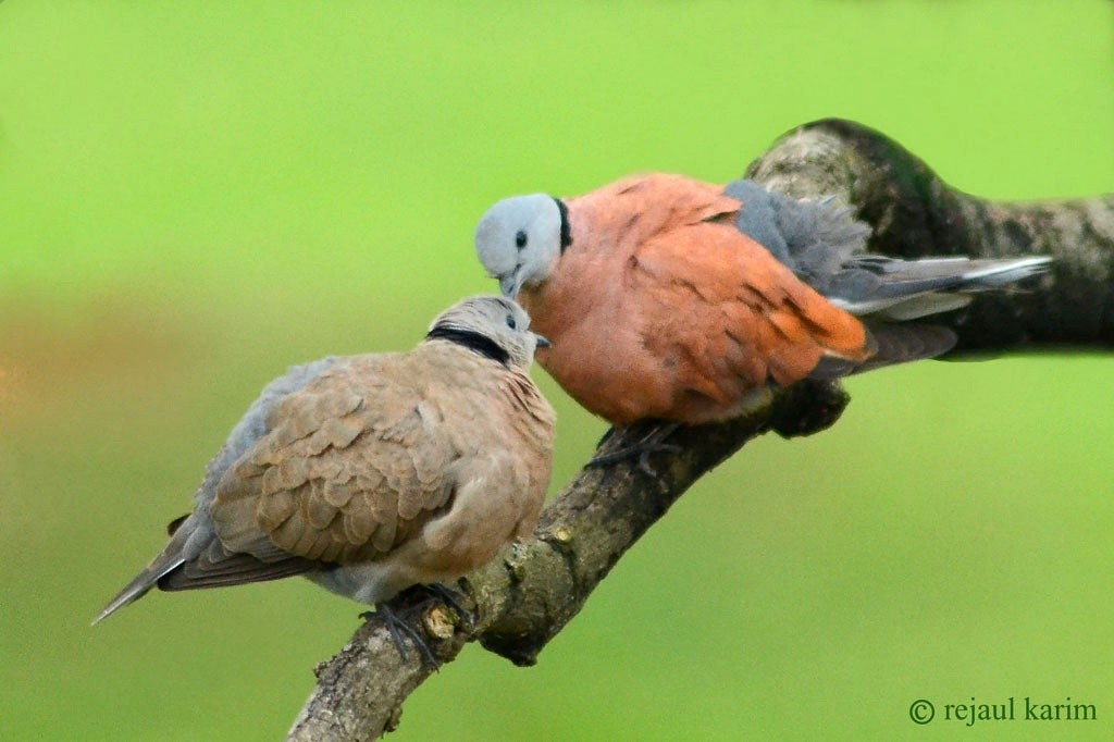 Red Collared-Dove - ML615776967