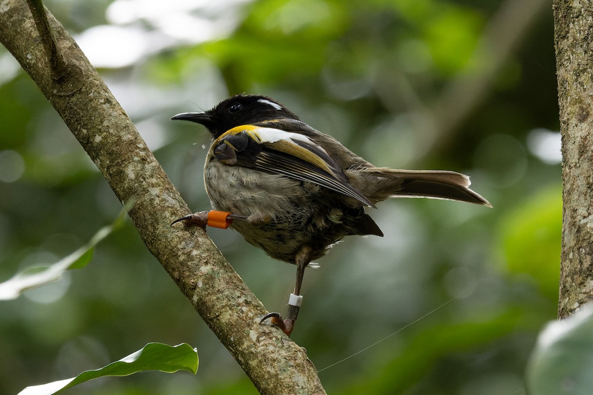 Hihi de Nouvelle-Zélande - ML615777060