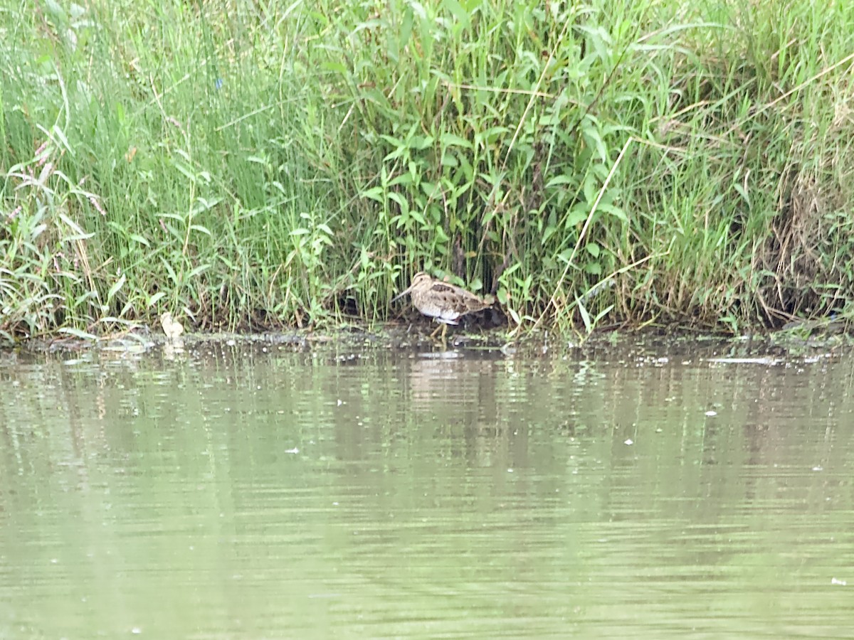 Latham's Snipe - ML615777085