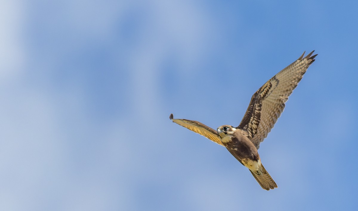 Brown Falcon - Geoff Dennis