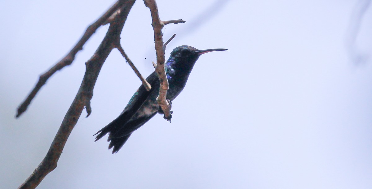 Sapphire-bellied Hummingbird - Brian Small