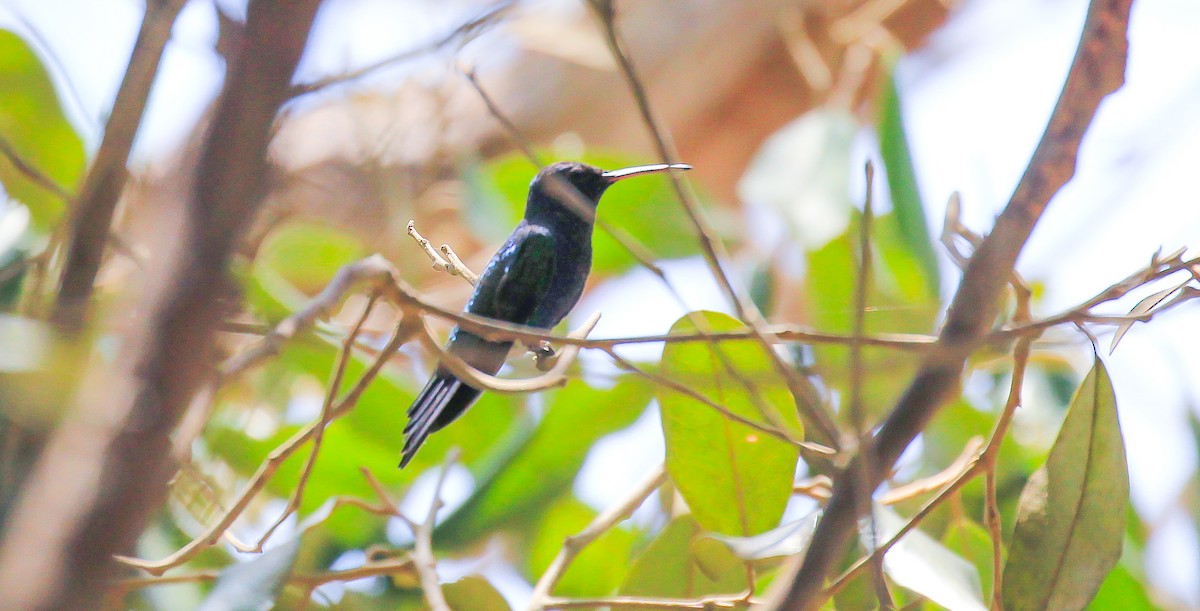 Sapphire-bellied Hummingbird - ML615777098