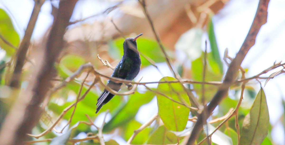 Sapphire-bellied Hummingbird - ML615777099