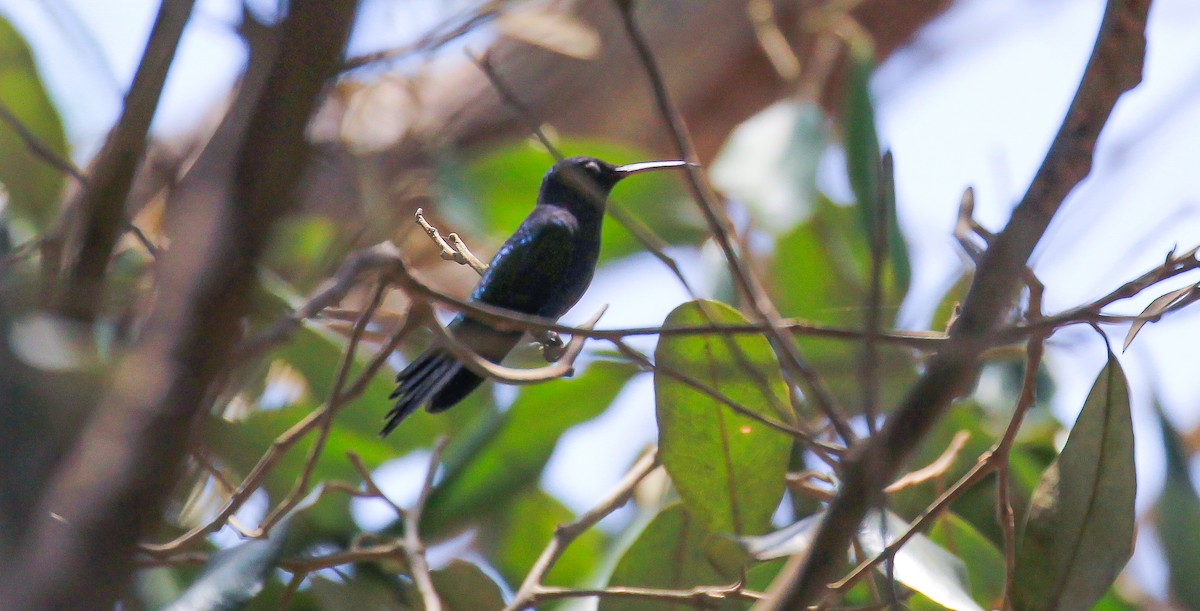 Sapphire-bellied Hummingbird - ML615777100