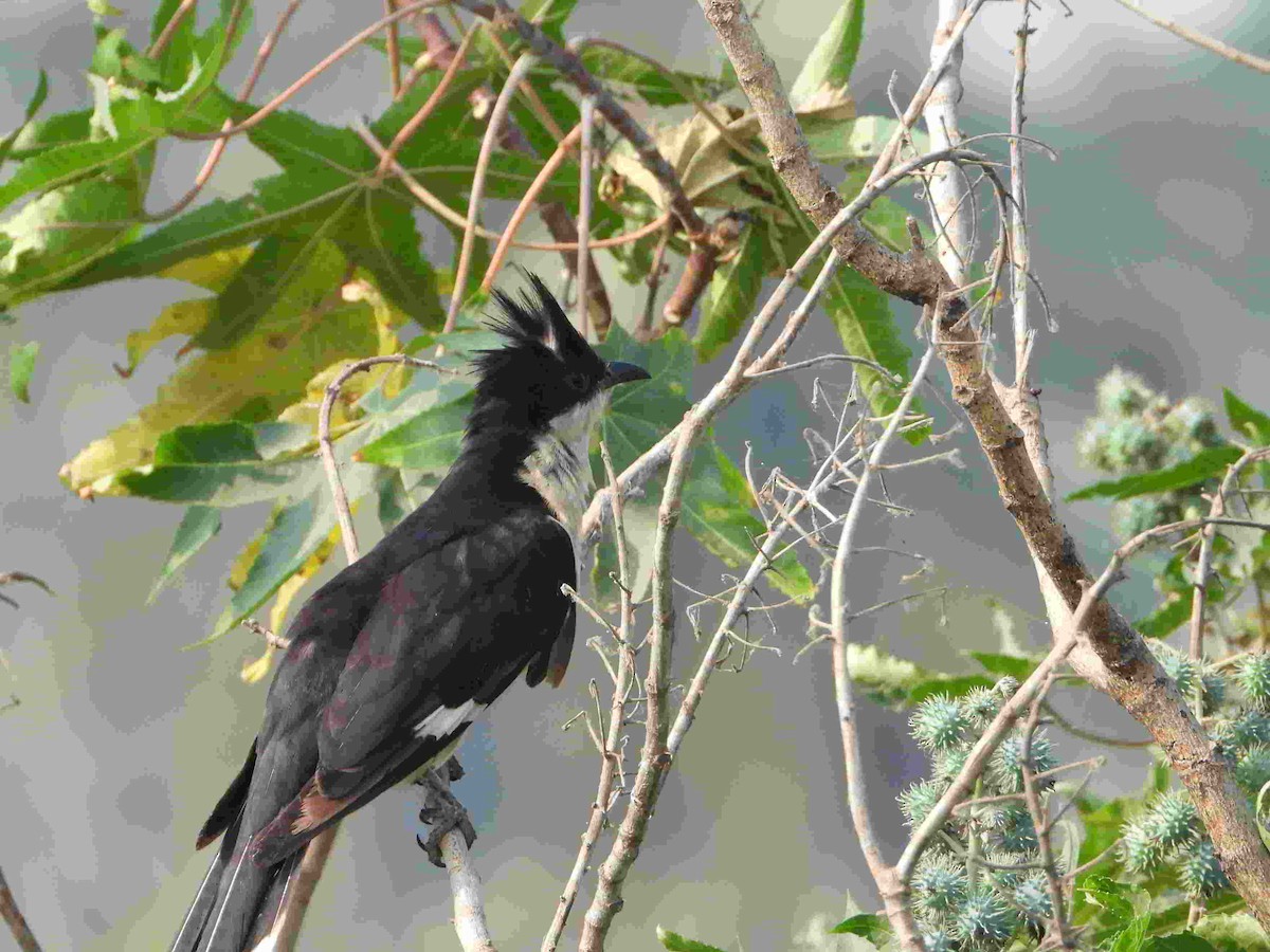 Pied Cuckoo - ML615777112