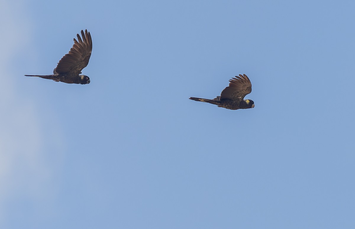 Yellow-tailed Black-Cockatoo - Geoff Dennis