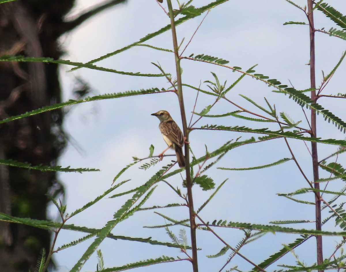 Rattling Cisticola - Guilherme Gonçalves